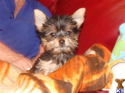 Yorkshire Terrier Puppies in FL